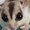 Photo of Mobile Critter S.