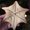 Photo of Star G.