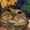 Photo of Laura B.