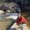 Photo of Hardeep P.