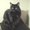 Photo of Jazz Cat G.