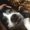 Photo of Furbabies M.