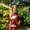 Photo of Janice S.