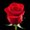Photo of Rosemarie M.