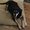Photo of Kiwi D.
