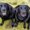 Photo of Queen Penny Mother Of Black Dogs G.