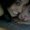 Photo of Brittany S.