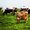 Photo of Dairy F.