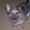 Photo of Lynds A.