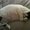 Photo of Cat N.