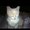 Photo of Carolune T.