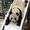 Photo of Bamboo T.