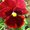 Photo of Ayanna A.