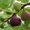 Photo of David C.