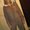 Photo of Andi D.