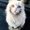 Photo of Matthew A.