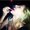 Photo of Priscila S.