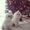 Photo of Issel G.