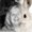 Photo of Pam K.