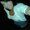 Photo of Sonia P.