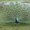 Photo of Peacock Speaks B.