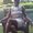 Photo of Rhonda N.