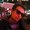 Photo of Costin T.