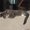Photo of Mr. Whiskers B.