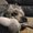 Photo of Grr S.