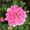 Photo of Rose Mary B.