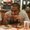 Photo of Lovepreet S.