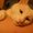 Photo of Hungry Kitt Y.