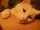 Photo of Hungry Kitt Y.
