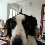 google avatar