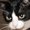 Photo of Cat L.