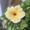 Photo of Sheri S.