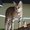Photo of Savannah Cat B.