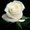 Photo of Rose M.