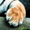 Photo of Tiger T.
