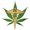 Photo of Cannacare D.