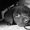 Photo of Mortie S.