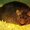 Photo of Rat P.