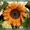 Photo of Sunflower B.