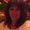 Photo of Claudia A.