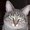 Photo of Kitten M.