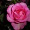Dazzlepink _.