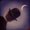 Photo of BlueMoon C.