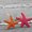 Photo of Starfish W.