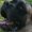 Photo of D D.