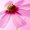 Photo of Petals W.